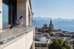 Dépigeonnage à lausanne : comment protéger durablement votre bâtiment